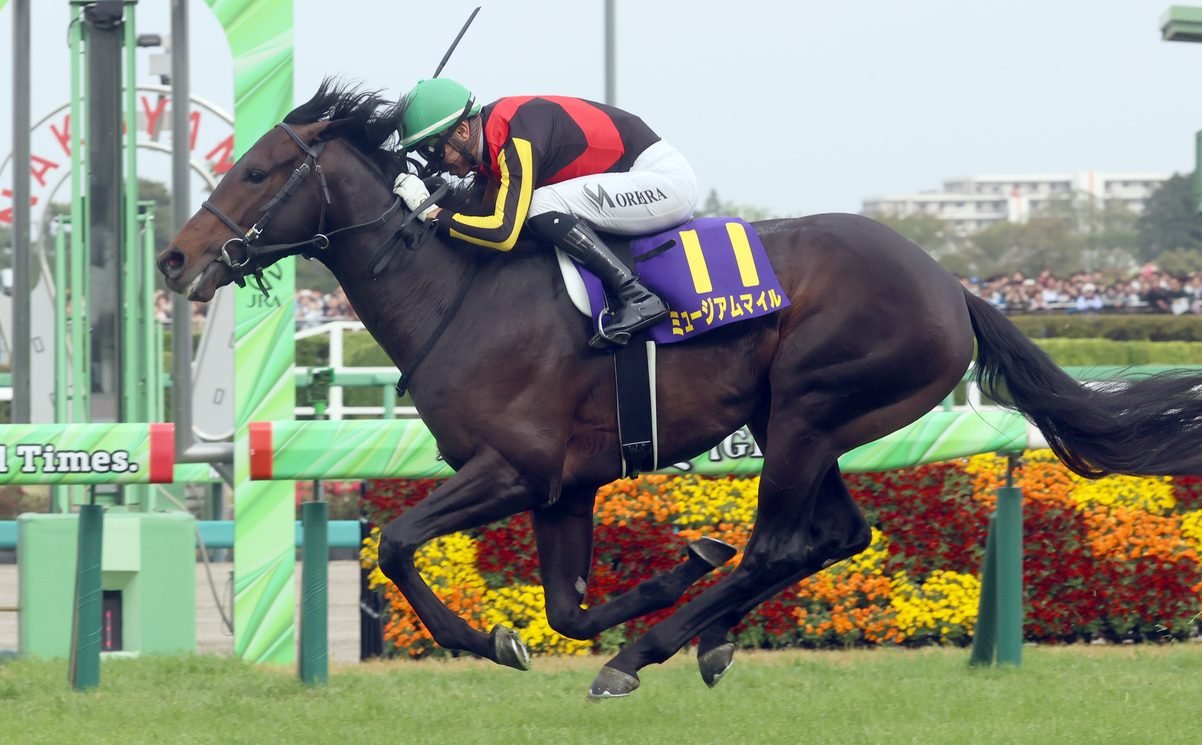 🏇 나카야마 경마장 이미지 7